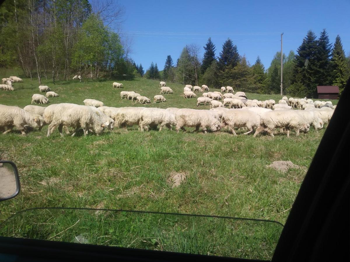 Agroturystyka Boguska Lägenhet Zawoja Exteriör bild
